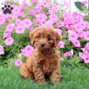 Holly, Cavapoo Puppy