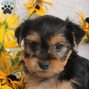 Holly, Yorkie Puppy