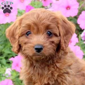 Holly, Cavapoo Puppy