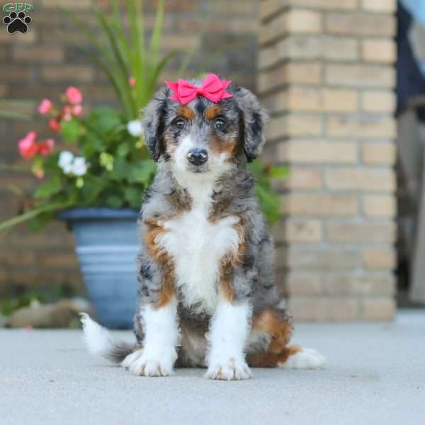 Honey, Mini Bernedoodle Puppy