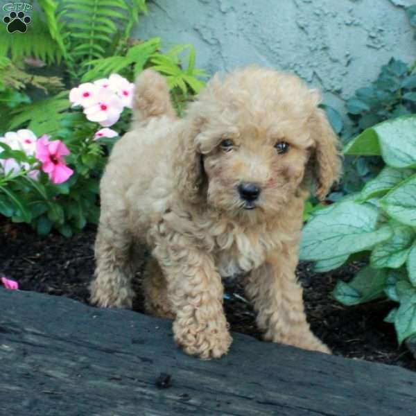 Honey, Miniature Poodle Puppy