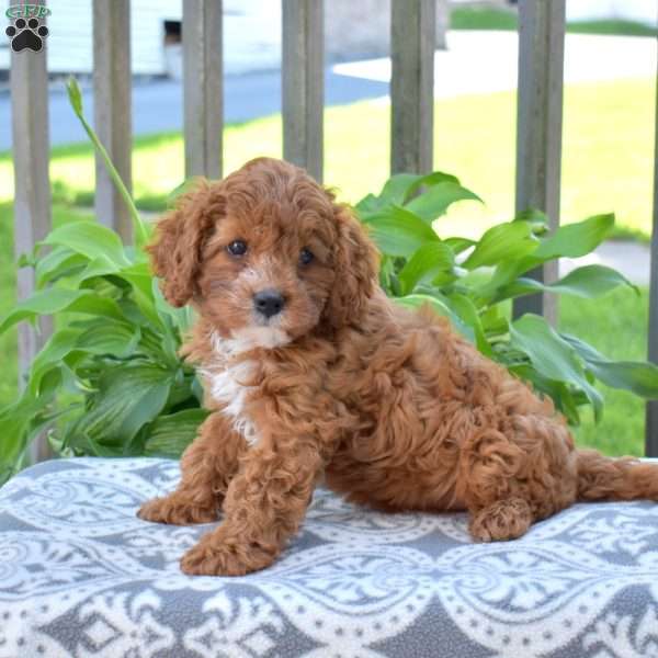 Honey, Cavapoo Puppy