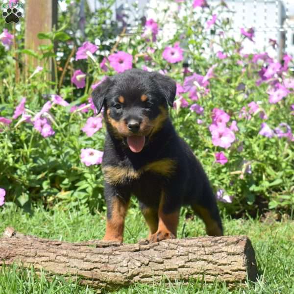 Honey, Rottweiler Puppy