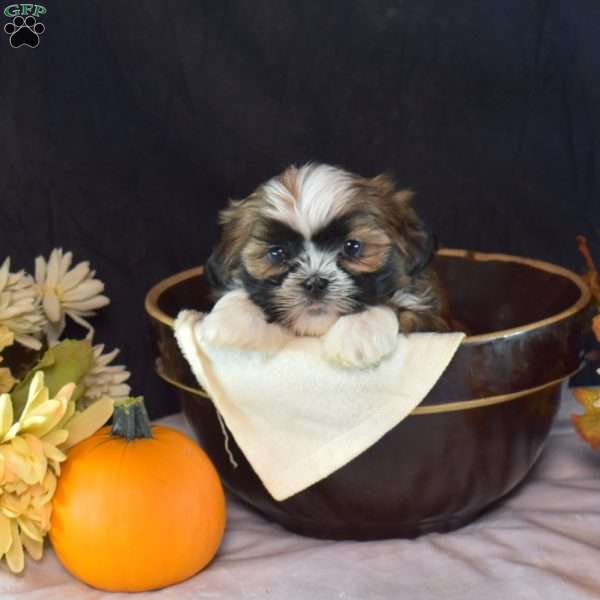 Honey, Shih Tzu Puppy