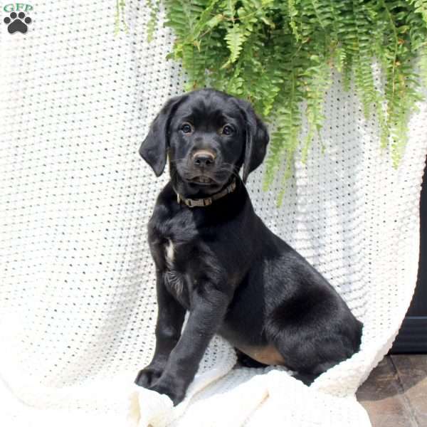 Honey, Labrador Mix Puppy