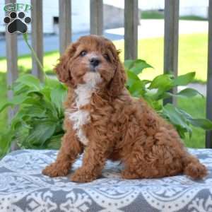 Honey, Cavapoo Puppy