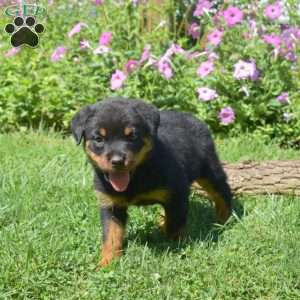 Honey, Rottweiler Puppy