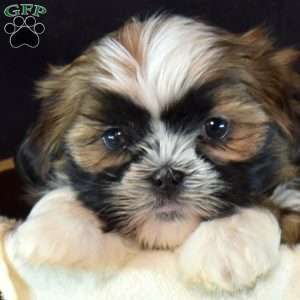 Honey, Shih Tzu Puppy