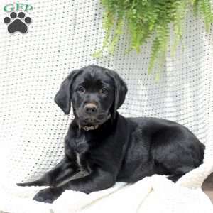 Honey, Labrador Mix Puppy
