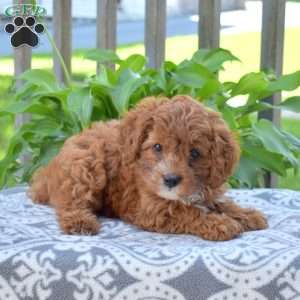 Honey, Cavapoo Puppy