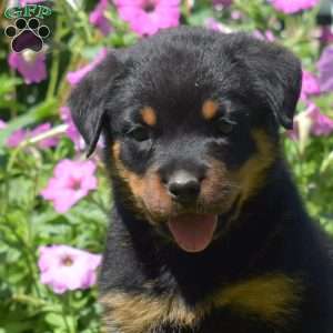 Honey, Rottweiler Puppy