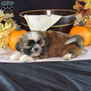Honey, Shih Tzu Puppy