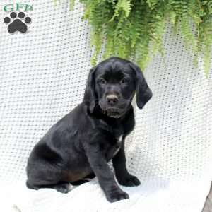 Honey, Labrador Mix Puppy