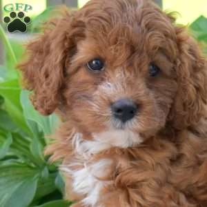 Honey, Cavapoo Puppy