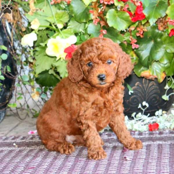 Honey, Miniature Poodle Puppy
