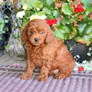 Honey, Miniature Poodle Puppy