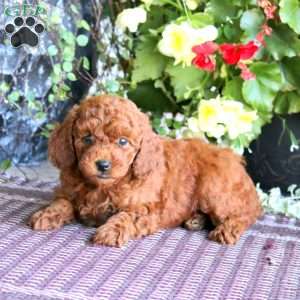 Honey, Miniature Poodle Puppy