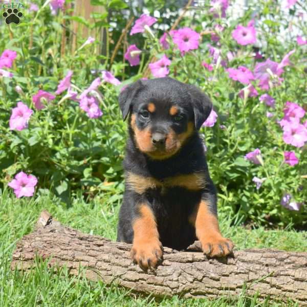 Hope, Rottweiler Puppy