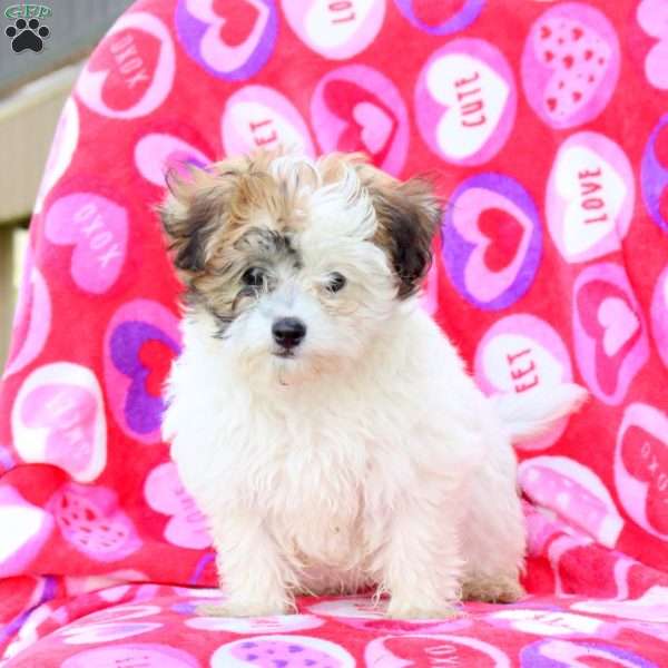 Hope, Maltipoo Puppy