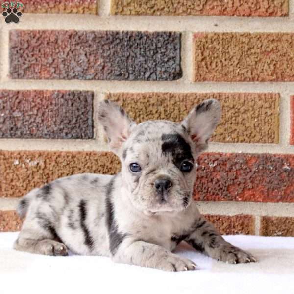 Hope, French Bulldog Puppy