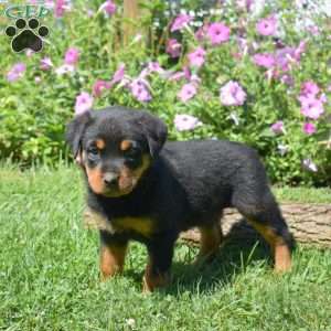 Hope, Rottweiler Puppy