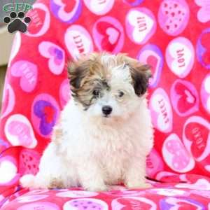 Hope, Maltipoo Puppy