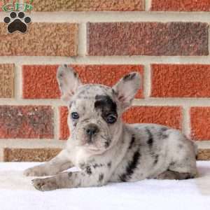 Hope, French Bulldog Puppy