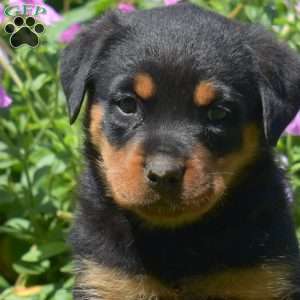 Hope, Rottweiler Puppy