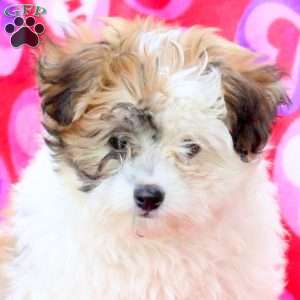 Hope, Maltipoo Puppy