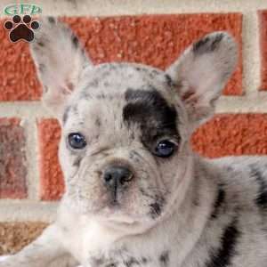 Hope, French Bulldog Puppy