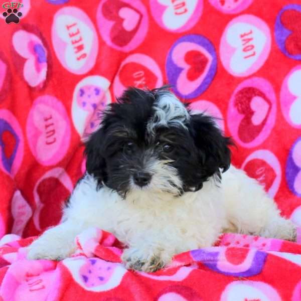 Hopscotch, Maltipoo Puppy