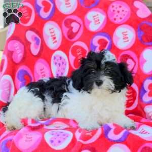 Hopscotch, Maltipoo Puppy