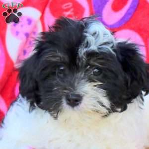 Hopscotch, Maltipoo Puppy