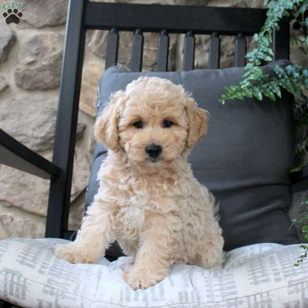 Houston, Bich-Poo Puppy