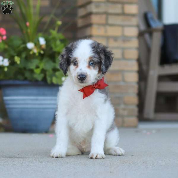 Huck, Mini Bernedoodle Puppy