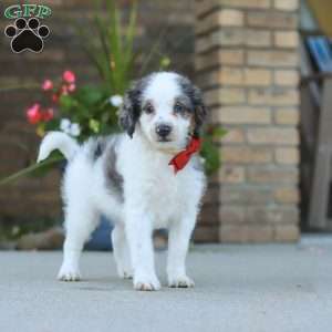 Huck, Mini Bernedoodle Puppy