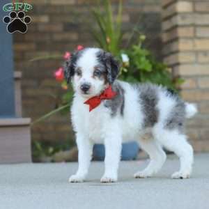 Huck, Mini Bernedoodle Puppy