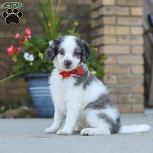 Huck, Mini Bernedoodle Puppy