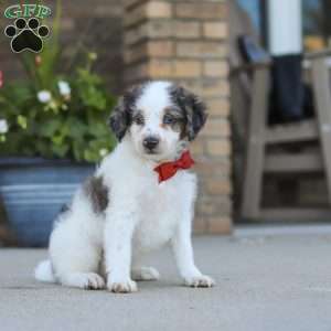 Huck, Mini Bernedoodle Puppy