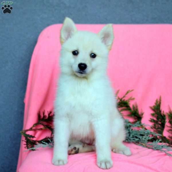 Hudson, Pomsky Puppy
