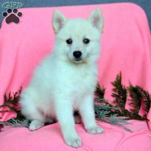 Hudson, Pomsky Puppy