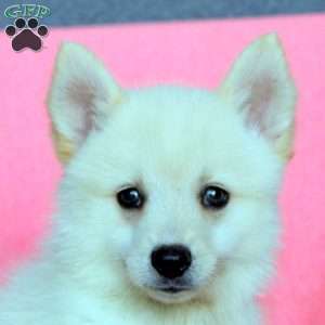 Hudson, Pomsky Puppy