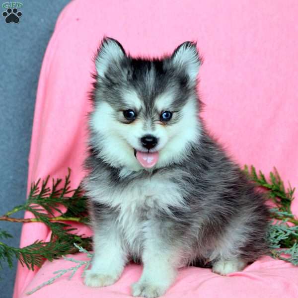 Hugo, Pomsky Puppy