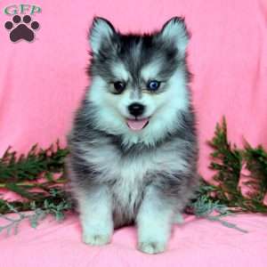 Hugo, Pomsky Puppy