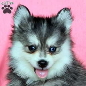 Hugo, Pomsky Puppy