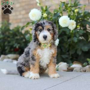 Hunter, Mini Bernedoodle Puppy