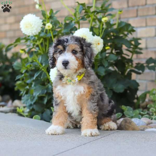 Hunter, Mini Bernedoodle Puppy