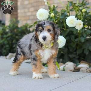 Hunter, Mini Bernedoodle Puppy