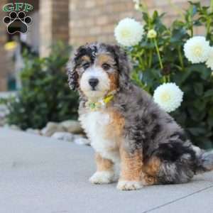 Hunter, Mini Bernedoodle Puppy