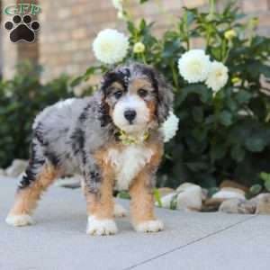 Hunter, Mini Bernedoodle Puppy